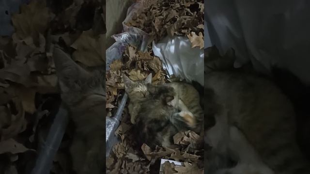 Татьяна-спасенные котята.