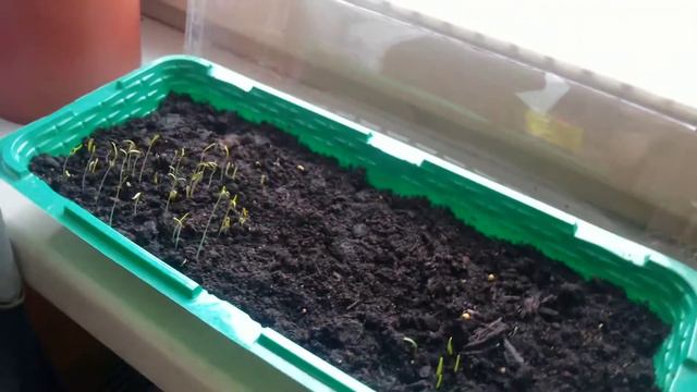 Природные шоу и фестивали