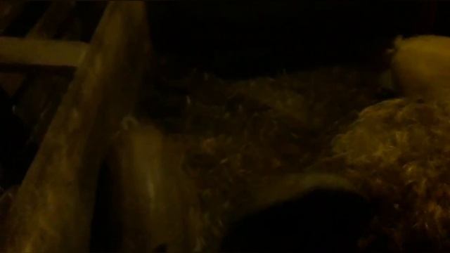 Вечерняя кормёшка телят и поросят..mp4 смотреть онлайн