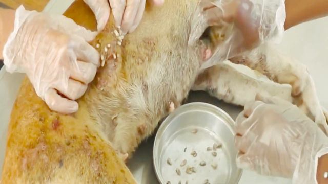 Removing Monster Mango worms From Helpless Dog! Animal Rescue Video 2022 #46 смотреть онлайн