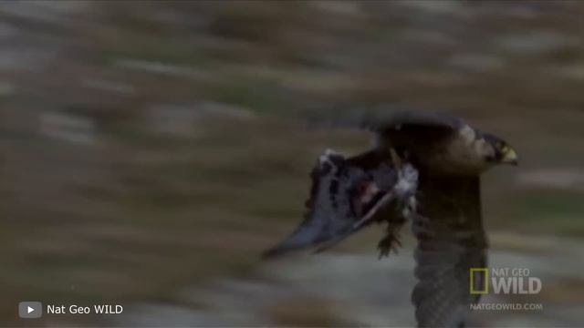 Самый Большой и Мощный Орел в Мире смотреть онлайн