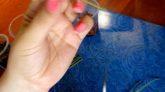 Росянки нитевидная (Drosera Filiformis) - черенкование фрагментами. смотреть онлайн