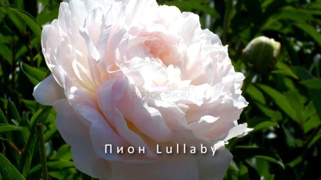 Пионы в ландшафте. Пионы - обзор сортов. Где высаживать пионы, сочетание с другими цветами смотреть онлайн