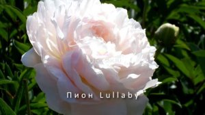 Пионы в ландшафте. Пионы - обзор сортов. Где высаживать пионы, сочетание с другими цветами