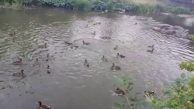 Речка Стерля утки смотреть онлайн
