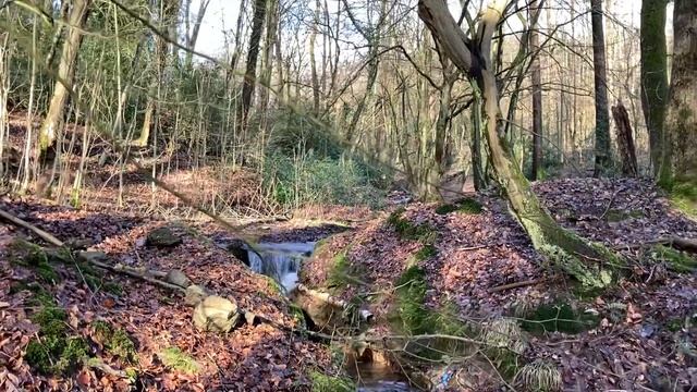 Im Ennepetaler Wald ? Im Februar 2022 / В лесу Эннепеталя. Февраль 2022. смотреть онлайн