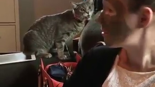 кошка не признала хозяйку смотреть онлайн