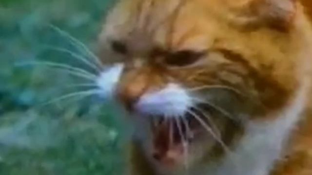 Кто такие кошки/2020/?