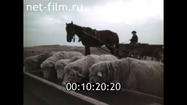 1962г. Чёрные земли. чабаны в степи. Ставропольский край. Калмыкия смотреть онлайн