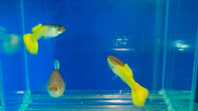 ГУППИ! ЧТО МОЖНО СДЕЛАТЬ ЕСЛИ ОДНА САМКА!Poecilia reticulata смотреть онлайн