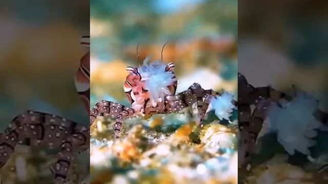 Краб Пом-пом смотреть онлайн