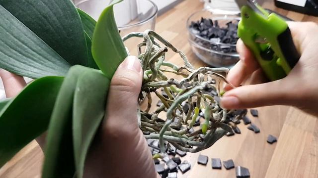 85. Пересаживаю фаленопсис Pirate Picotee из ПОЛИСТИРОЛА в ПОЛИСТИРОЛ! Смотрим корни орхидеи смотреть онлайн