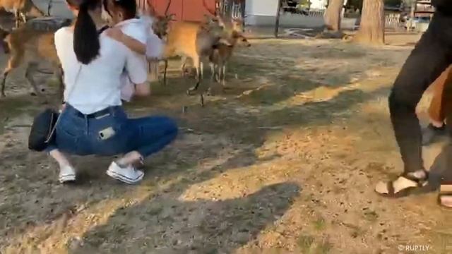 ШИКАДАМАРИ ОЛЕНЕЙ В ЯПОНИИ смотреть онлайн