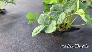 Укрывной материал для клубники