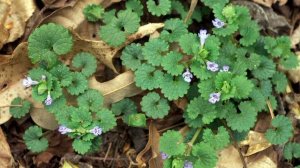 будра плющевидная