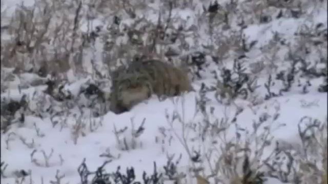 Охота манула Pallas cat hunting смотреть онлайн