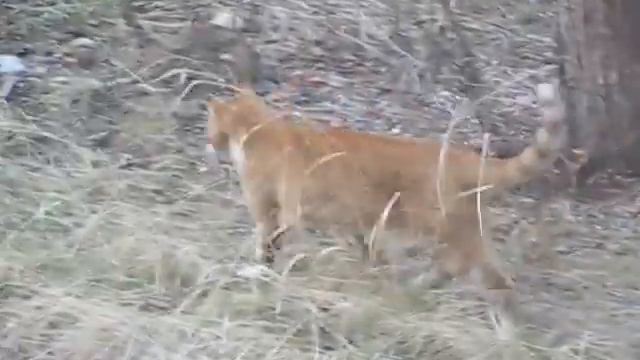 Боевой соседский кот, который гоняет оленей смотреть онлайн