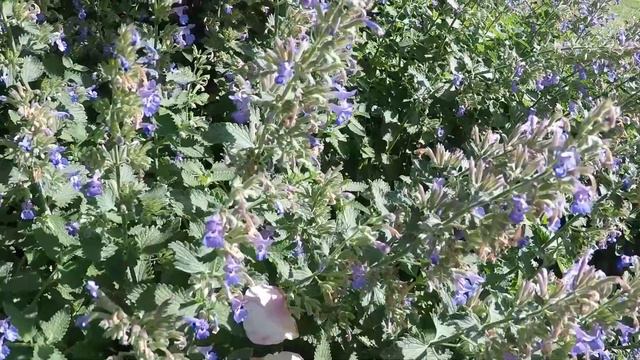 Beautiful Rose Garden Flowers | Peaceful Nature Relaxing Music смотреть онлайн
