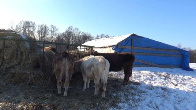 Содержание и откорм бычков-кастратов в нашем КФХ смотреть онлайн