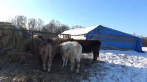 Содержание и откорм бычков-кастратов в нашем КФХ