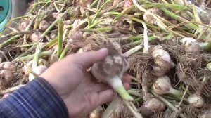 УБОРКА ЧЕСНОКА ТРАКТОРОМ Т40