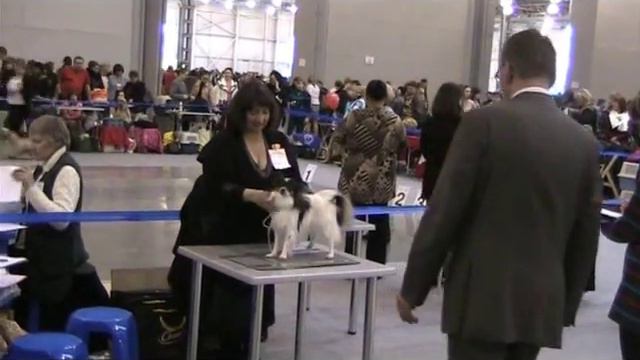 Выставка собак Россия 2010 папийоны 4 смотреть онлайн