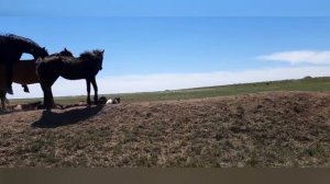 Жеребец кроет последнюю кобылу...