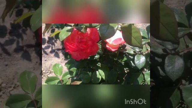 Розы весенней и летней посадки 2021 года(Эшли,Чиппендейл,Капри,Ностальжи,Горджеус,Августа Луиза ..) смотреть онлайн