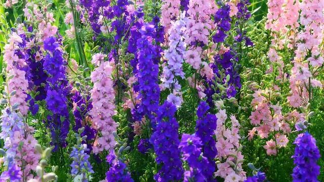 ?️ Семена цветов на 2019 год майоры | астра | дельфиниум | кореопсис смотреть онлайн