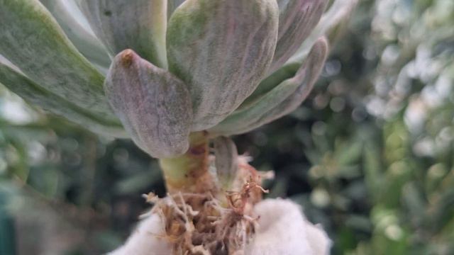 Echeveria Rolly Polly variegated смотреть онлайн