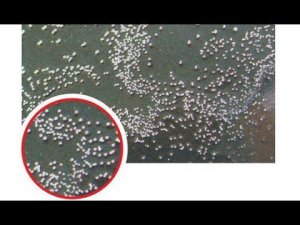 КИПЕНИЕ лака Возможные ошибки как избежать ЧАСТЬ #4