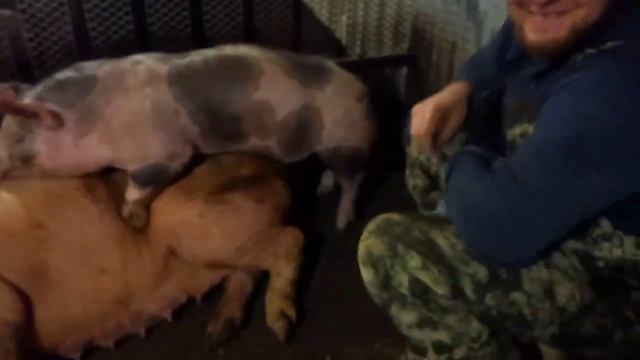 ‼️## Хрячок золотничок творит чудеса ## ‼️ смотреть онлайн