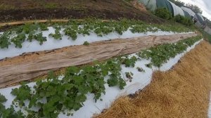 крапо 10 клубника.