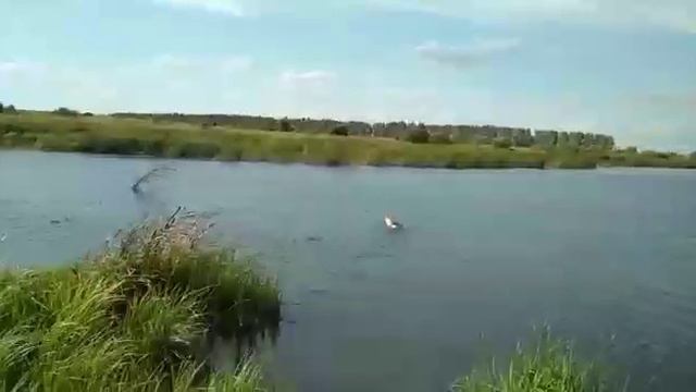 Молодая лайка начала работать по утке смотреть онлайн