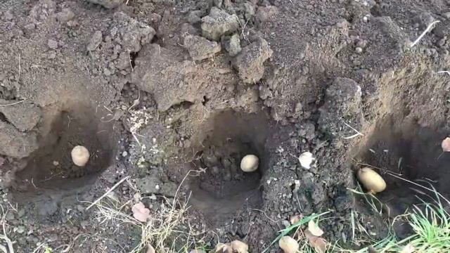 Про мой огород и не только. Посадка картофеля под зиму 2022. смотреть онлайн