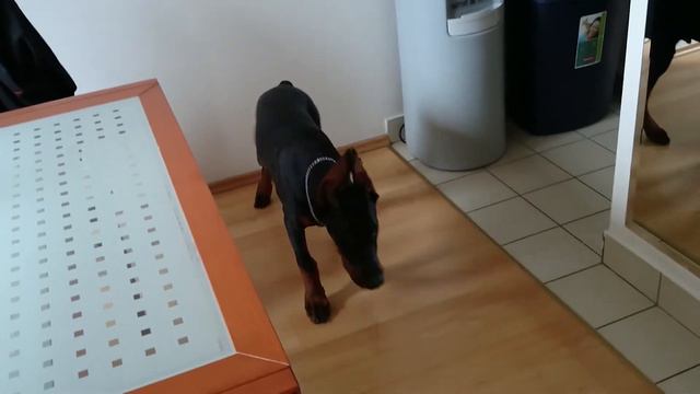 Doberman Zeus смотреть онлайн