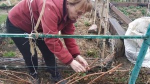 уход за виноградом после зимы