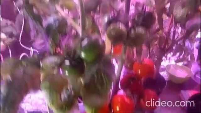 Помидоры в горшках - чем подкармливала, основные удобрения смотреть онлайн