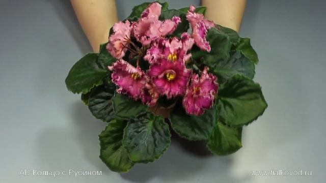 АВ-Кольцо с Рубином смотреть онлайн