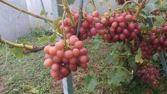 Виноград Ливия 2021 смотреть онлайн