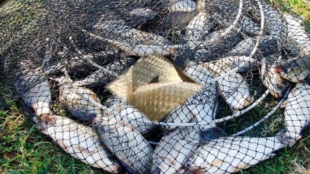 Разведение карпа в водоеме как бизнес идея | Карп в домашнем хозяйстве смотреть онлайн