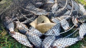 Разведение карпа в водоеме как бизнес идея | Карп в домашнем хозяйстве