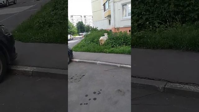 живность козлы и козы в Южном Бутово едят зелень водворе смотреть онлайн