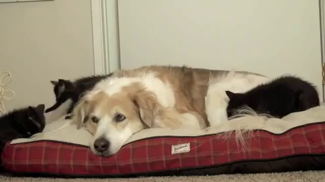 Забавные котята и спокойная собака