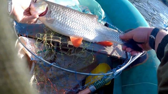 ЛЕЩИ "ЛОПАТЫ",ГОЛАВЛЬ ЗАГИБАЕТ СНАСТЬ. Рыбалка на кольцо с лодки на Волге. Ловля леща на кольцо смотреть онлайн