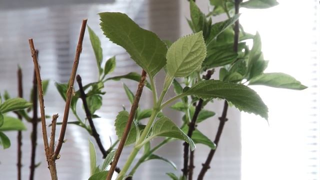 ВЫБОР ПРАВИЛЬНОГО САЖЕНЦА ГОРТЕНЗИИ. КАК СОХРАНИТЬ САЖЕНЕЦ ДО ПОСАДКИ смотреть онлайн