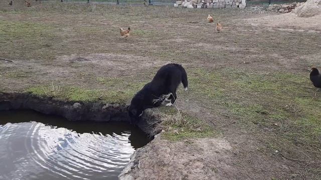 ПЕРВЫЙ ЗАМЕС НА МАЙСКИЕ/ ИНКУБАЦИЯ ТЁТУШЕК/