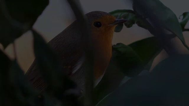 Музыка лечит бессонницу, полезна для сердца и успокаивает нервную систем ? Музыка успокаивает душу смотреть онлайн