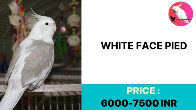 35 Types Of Cockatiels & Price 2021 Updated Price List || 100000 INR Cockatiel.... смотреть онлайн