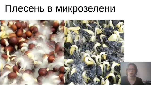 Как избавиться от плесени и не только? Микрозелень смотреть онлайн